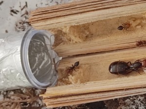 Une petite fondation de Crématogaster dans mon pot d'olivier à la maison, 1661081068521.jpg
