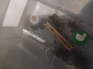 Une petite fondation de Crématogaster dans mon pot d'olivier à la maison, 1661082049059.jpg