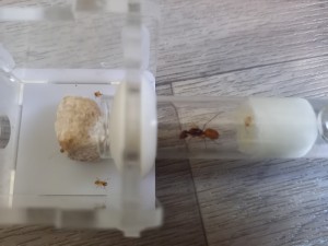 Photo de l'environnement de ma Camponotus fedtschenkoi, Camponotus fedtschenkoi qui ne pond presque pas.