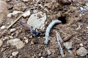 Ammophila pubescens., 