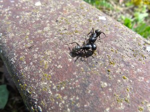 Camponotus vagus., De la macro pour "débutant" avec un Nikon D90 ?