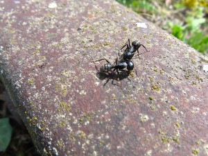 Camponotus vagus., 