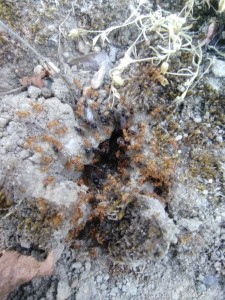 Faux essaimage, Lasius jaunes bretonnes