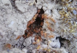 Grouillis doré, Lasius jaunes bretonnes