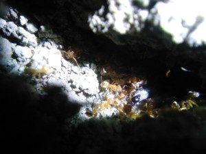 Sexuée en arrière plan, Lasius jaunes bretonnes