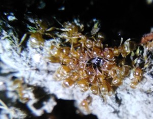 Repas de miel, Lasius jaunes bretonnes