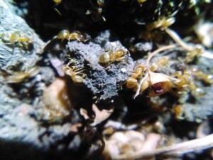 Lasius jaunes bretonnes, IMG_20220811_011807_1.jpg