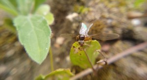 Détail des élytres, Lasius jaunes bretonnes