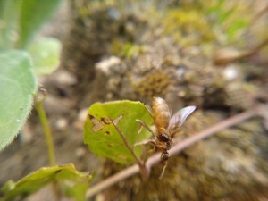 Le jaune du gastre est très visible ici, Lasius jaunes bretonnes