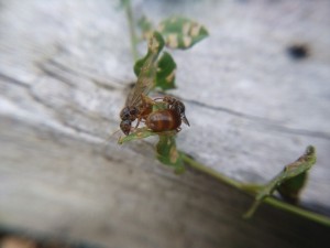 Ailes coupées, et ailes intactes derrière, Lasius jaunes bretonnes