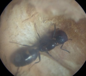 Gyne Camponotus truncatus trouvée, DSCF3131.JPG