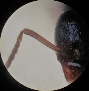 [Lasius niger] Exercice d'identification : Lasius niger ?, 2022-09-13-23.08.46 ZS PMax.jpg