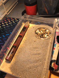 ADC finie, BLOG Messor wasmanni