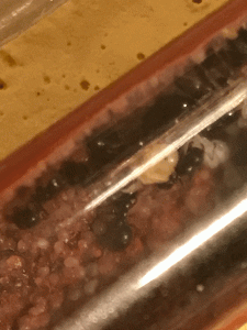 nymphe 1, BLOG Messor wasmanni