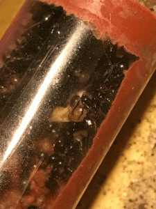 nymphe 2, BLOG Messor wasmanni