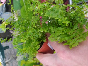 plante 1, Terrarium Harpegnathos venator / Odontomachus rixodus