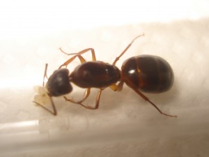 Les Camponotus de funkyben, DSC06066.JPG