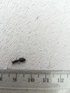 [Crematogaster scutellaris] Identification gyne, IMG_20220921_104036.jpg