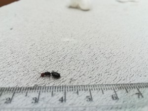 [Crematogaster scutellaris] Identification gyne, IMG_20220921_104053.jpg