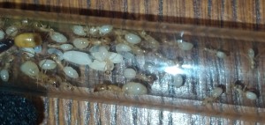 Camponotus fedtschenkoï, [Blog] Camponotus fedtschenkoi de Matty