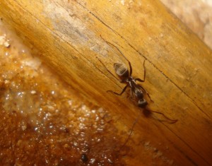 [Blog] Camponotus africaines, sanctus et sp d'Afrique de l'est, DSC06078.JPG