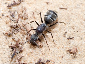 Photo du site de vente, [Blog] Camponotus africaines, sanctus et sp d'Afrique de l'est