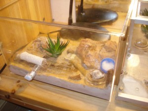 [Blog] Camponotus africaines, sanctus et sp d'Afrique de l'est, DSC06100.JPG