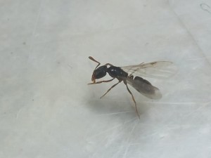 [Myrmecina graminicola] Des fourmis chez moi ! Mais de quel type s'agit-il ?, 20221020_194140.jpg