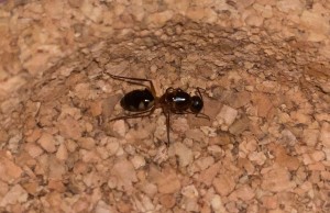 [Camponotus sp.] Identification deux gynes Guyane, IMG-46762.jpg