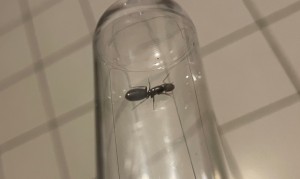 [Camponotus sp.] Identification deux gynes Guyane, IMG-46742.jpg