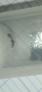 La petite en question (2), Diapause d'une gyne Temnothorax sp. et aménagement du tube