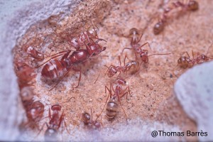 Gyne et ouvrières 1, [Blog] Cataglyphis bombycina