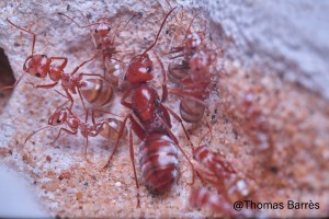Gyne et ouvrières 2, [Blog] Cataglyphis bombycina