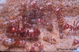Gyne et ouvrières 3, [Blog] Cataglyphis bombycina
