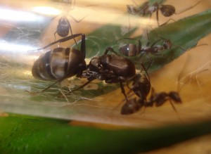 [Blog] Camponotus africaines, sanctus et sp d'Afrique de l'est, DSC06112.JPG