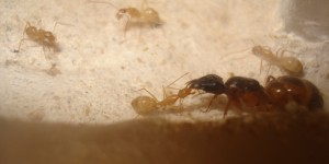 [Blog] Camponotus africaines, sanctus et sp d'Afrique de l'est, DSC06124.JPG