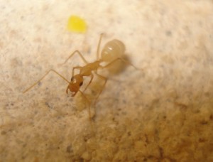 [Blog] Camponotus africaines, sanctus et sp d'Afrique de l'est, DSC06120.JPG
