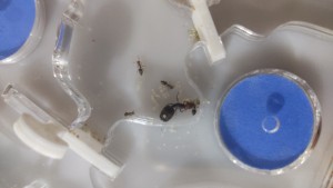 Une petite fondation de Crématogaster dans mon pot d'olivier à la maison, IMG-20221215-WA0055.jpeg