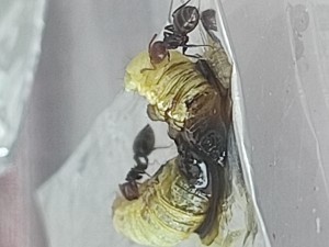 Une petite fondation de Crématogaster dans mon pot d'olivier à la maison, IMG_20221029_132938.jpg