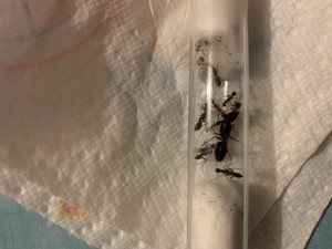 Camponotus barbaricus, 9D7698D0-587E-488F-937A-A2F4872EFB5D.jpeg
