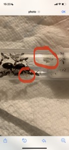 Découverte du couvain à l’arrivée., Camponotus barbaricus