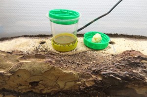Lasius noirs au pseudo-miellat., [Blog] Les élevages de l'I-D-É-MYR