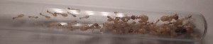 C. fedtschenkoi, [Blog] Camponotus fedtschenkoi de Matty