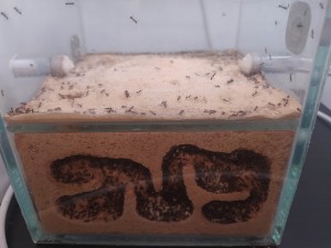 P. Noda, [Blog] Pheidole noda