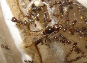 Mes colonies (funkyben), DSC00918.JPG