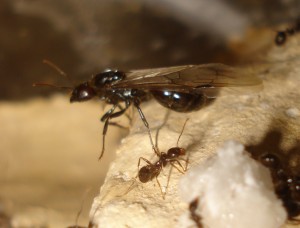 Mes colonies (funkyben), DSC00914.JPG