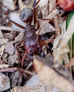 [Camponotus cf vagus] Demande identification arboricole Nice, IMG20230324132855~2.jpg