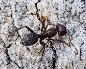 [Camponotus cf vagus] Demande identification arboricole Nice, IMG20230324132732.jpg