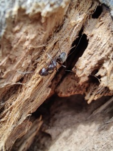[Camponotus cf vagus] Demande identification arboricole Nice, IMG20230324133030.jpg