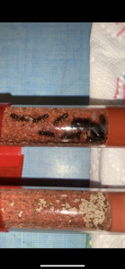 Couvain 30/03/2023, [Blog] Camponotus barbaricus Marmoun